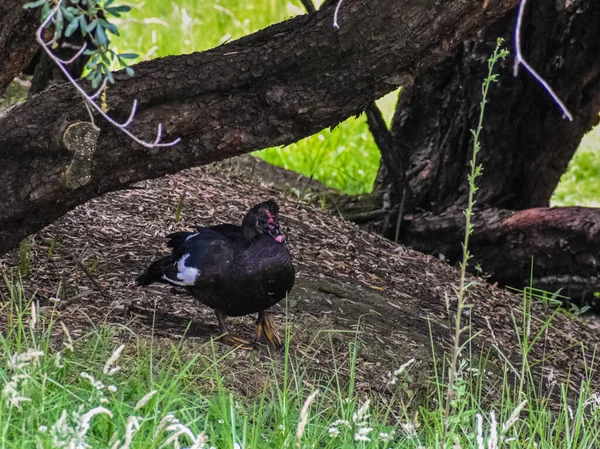 Bir Ağaç Gövdesinin Yanında Duran Siyah Yaban Ördeği Bir Bacağını — Stok fotoğraf