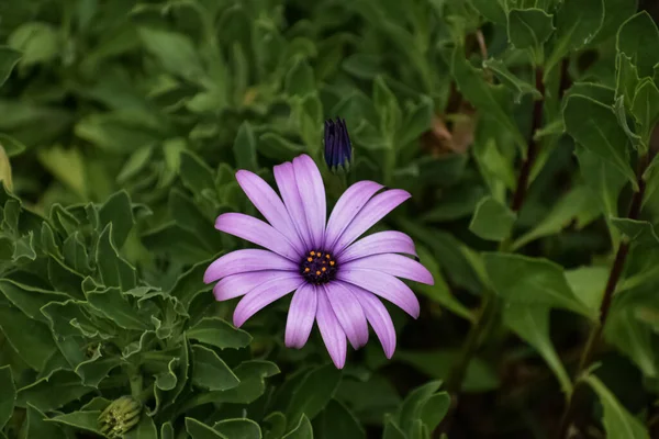 緑の葉の中で目立つ花弁が数枚ある紫色の花 — ストック写真