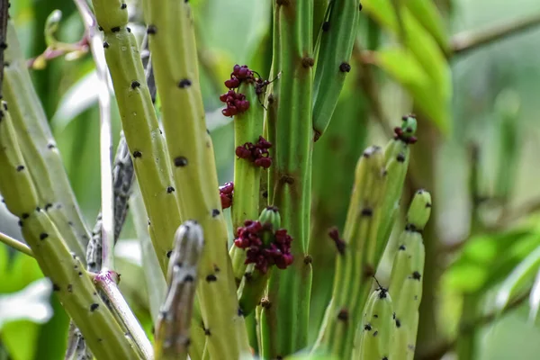 Detail Der Kakteenstiele Mit Ihren Kleinen Roten Blüten — Stockfoto