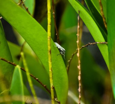 Beyaz güve tek bacağını kaldıran uzun yeşil bir yaprağın üzerinde duruyor..