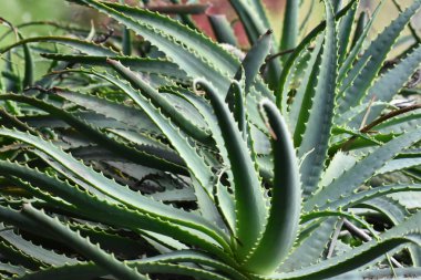 Sarı çentikli aloe vera bitkisinin yaprakları. Ayrıca sabila olarak da bilinen sulu aloenin uzun yeşil tırtıklı yaprakları..