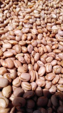 Fasulye makro ve doku