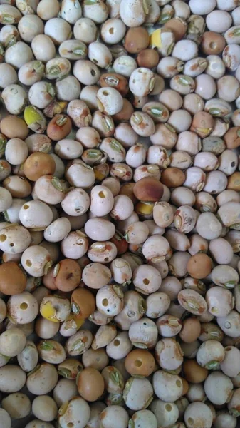 Beans Macro Texture — Stock Photo, Image