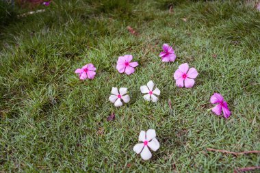 Çiçekler / görüntü ile çiçekli zemin, bitki örtüsü bahar.