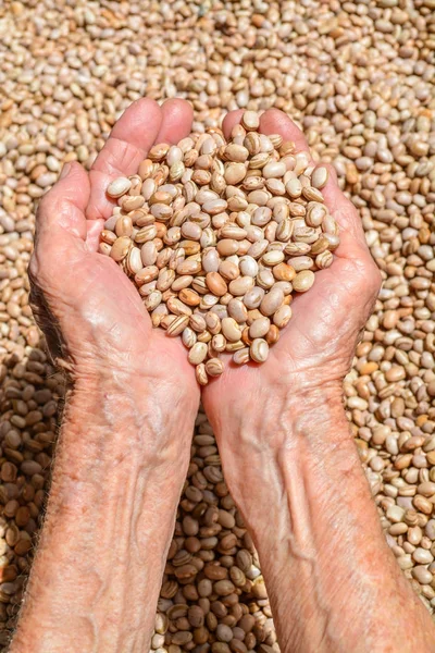 Beans Lady Hands Holding Beans — Stock Photo, Image