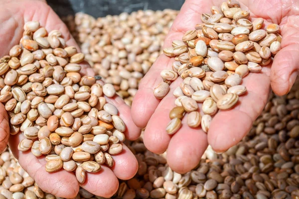 Frijoles Manos Señora Sosteniendo Frijoles — Foto de Stock