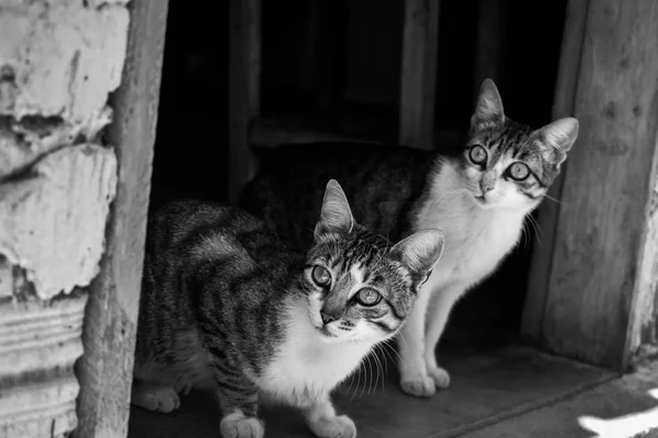 Gatos Mascotas Mirando Hacia Fuera Imágenes de stock libres de derechos