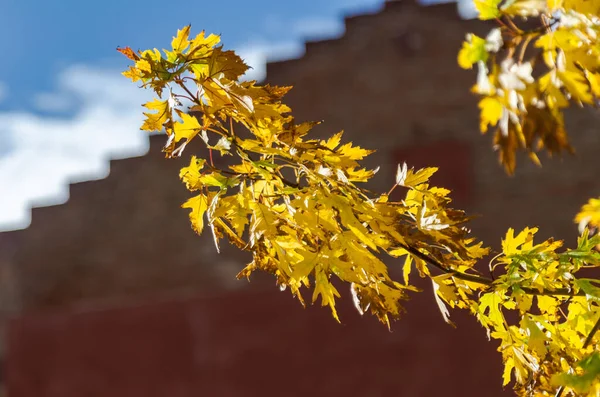 Árboles con hojas amarillas típicas del otoño —  Fotos de Stock
