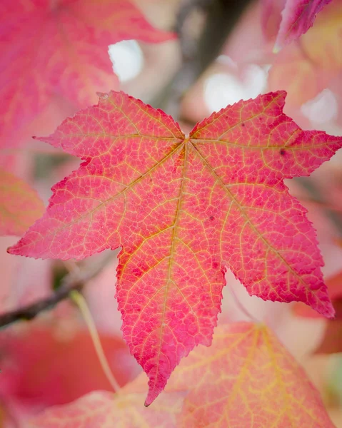 Árvores com folhas vermelhas típicas do outono — Fotografia de Stock