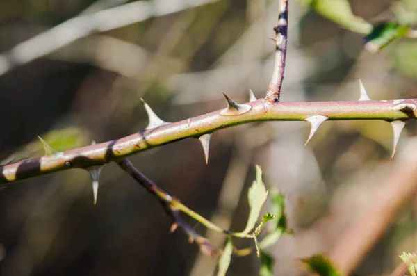 Wilde Vegetation mit Stacheln im Wald — Stockfoto