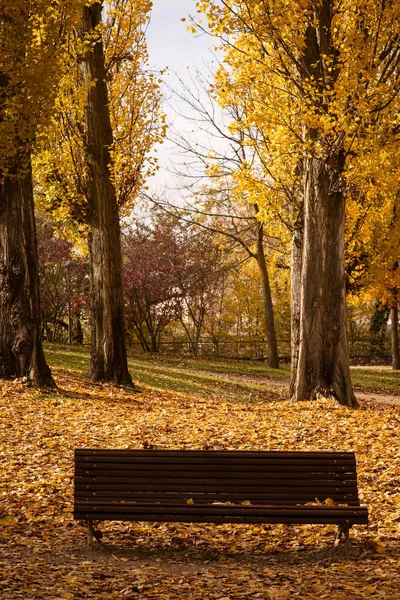 Banco de madera solitario rodeado de hojas secas caídas en un parque tranquilo en una tarde de otoño — Foto de Stock