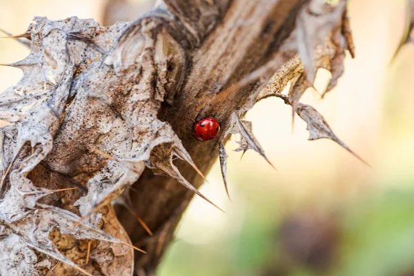 Wilde Vegetation mit Stacheln im spanischen Wald im Herbst und einem Marienkäfer — Stockfoto