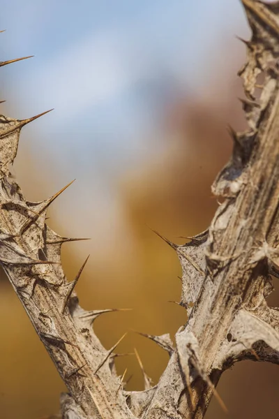 Άγρια βλάστηση δείχνει στέλεχος με αγκάθια στο δάσος στην Ισπανία το φθινόπωρο — Φωτογραφία Αρχείου