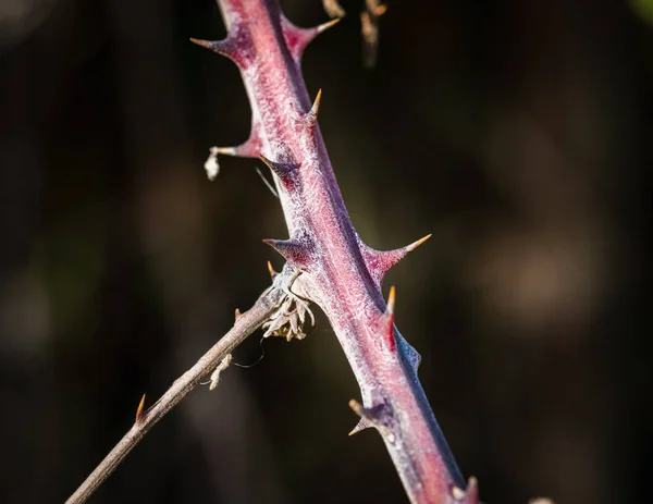 Vegetación silvestre que muestra tallo con espinas en el bosque en España en otoño — Foto de Stock