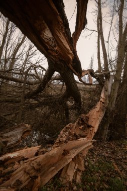 İspanya 'daki kış fırtınasından sonra parkta devrilmiş ağaçlar.