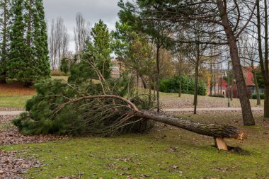 İspanya 'daki kış fırtınasından sonra düşen ağaçlar parktaki yolu tıkıyor.