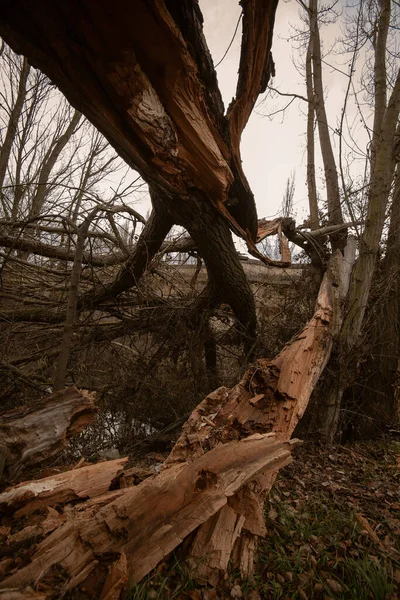 Árvores caídas em um parque após uma tempestade de inverno na Espanha — Fotografia de Stock