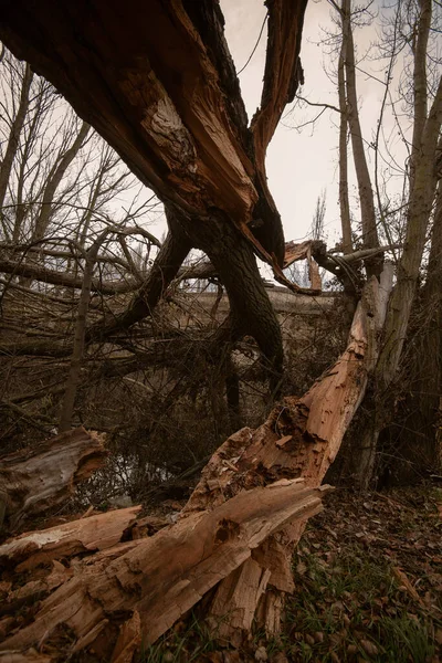 Arbres tombés dans un parc après une tempête hivernale en Espagne — Photo