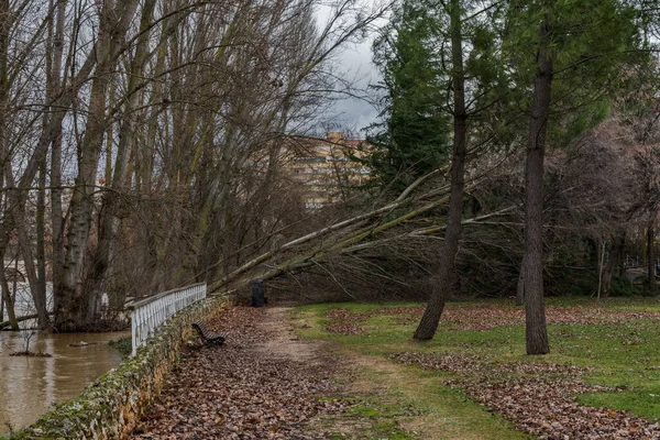Árboles caídos que bloquean un camino en un parque después de una tormenta de invierno en España — Foto de Stock