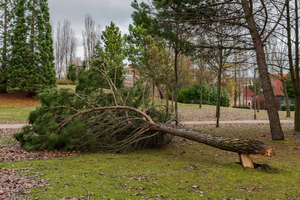 İspanya 'daki kış fırtınasından sonra düşen ağaçlar parktaki yolu tıkıyor.