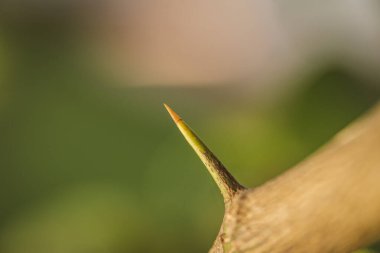Bir limon ağacını koruyan uzun ve keskin dikenler ya da dikenler