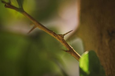 Bir limon ağacını koruyan uzun ve keskin dikenler ya da dikenler