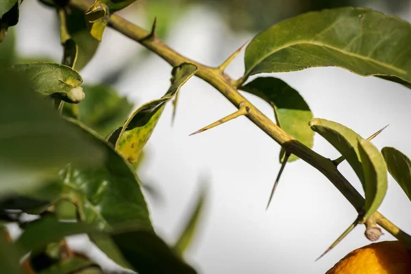 Bir limon ağacını koruyan uzun ve keskin dikenler ya da dikenler