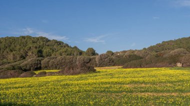 Sarı çiçeklerle dolu bir çayır, güneşli bir kış gününde oksalis pes-caprae.