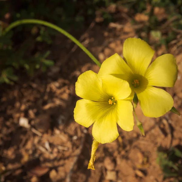 Yellow flower, Oxalis pes-caprae, on a sunny winter day — Stock Photo, Image