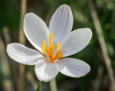 Beyaz çiçek, Crocus serotinus, güneşli bir kış gününde