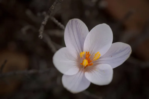 Biały kwiat, Crocus serotinus, w zimowy słoneczny dzień — Zdjęcie stockowe