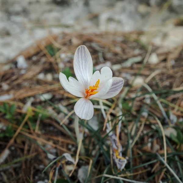 Beyaz çiçek, Crocus serotinus, güneşli bir kış gününde