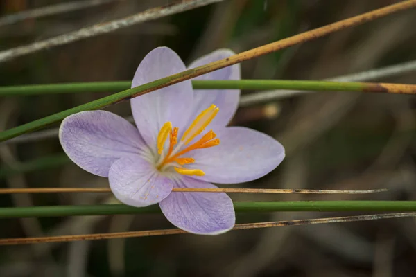 Morbido fiore viola, Crocus serotinus, in una giornata di sole invernale — Foto Stock