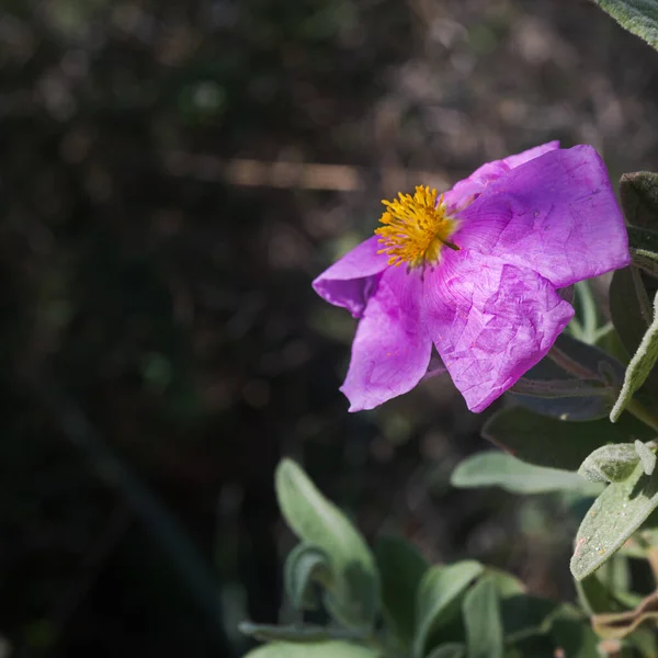 Фиолетовый дикий цветок, cistus albidus, в зимний солнечный день — стоковое фото