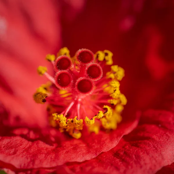 Flor roja silvestre, Hibiscus o malva rosa, en un día soleado de invierno —  Fotos de Stock