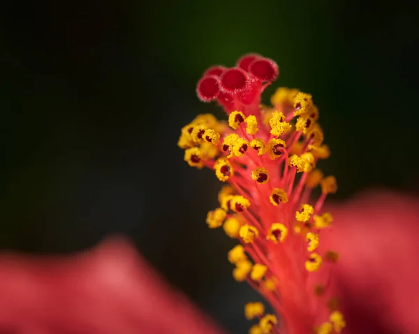 Flor roja silvestre, Hibiscus o malva rosa, en un día soleado de invierno —  Fotos de Stock