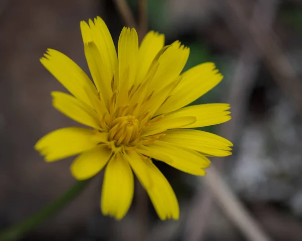 Желтый цветок, Crepis triasii или Panconia de penyal, в зимний солнечный день — стоковое фото