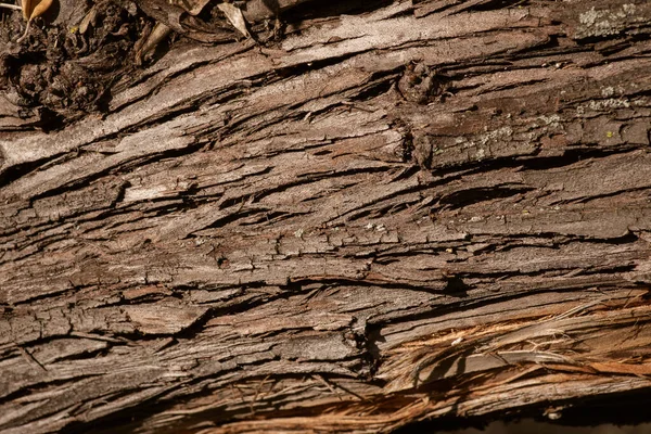 Background made of old tree bark, wood, texture and patterns — Stock Photo, Image