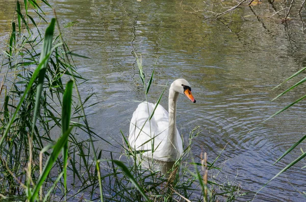 Swan swimming peacefully and quietly in a pond on winter in Spain — Stock Photo, Image