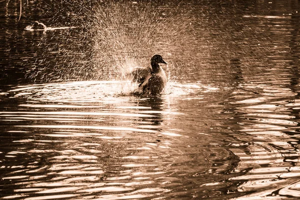 A duck splashing in a pond or lagoon during a winter morning — Stock Photo, Image