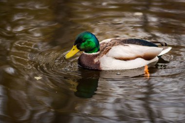 İspanya 'da kışın bir gölde yüzen ördekler