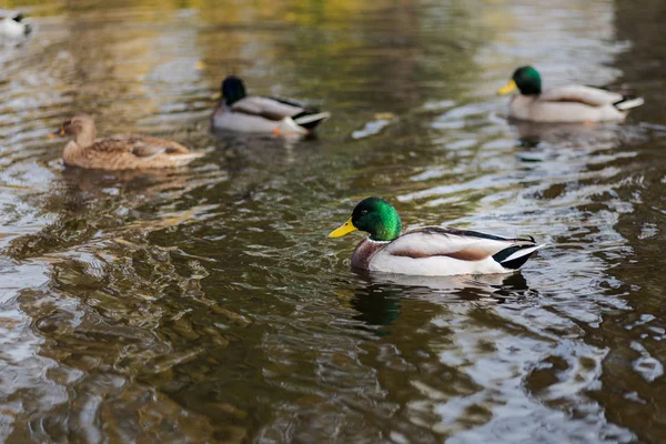 Par ankor som simmar vid en damm på vintern i Spanien — Stockfoto