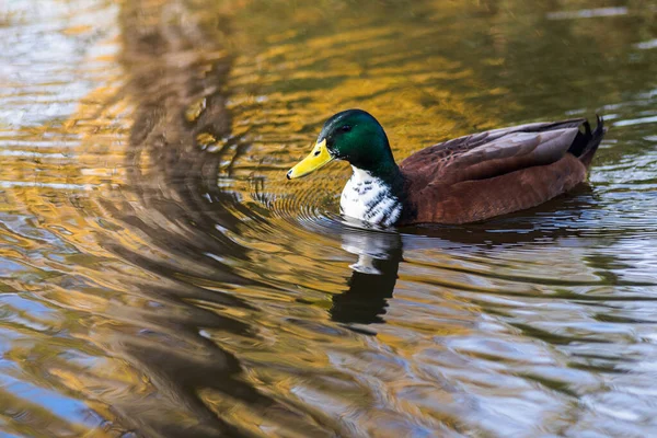 Ankor som simmar vid en damm på vintern i Spanien — Stockfoto