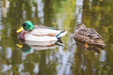 İspanya 'da kışın gölette yüzen ördek çiftleri