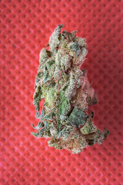 Kenevir, marihuana, ot ve ot bitkisinin kurumuş bir tomurcuğu kullanılmaya hazır.