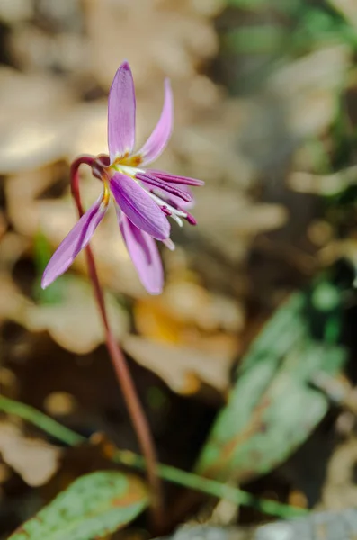 Mor çiçek, Erythronium den-canis, köpek dişi menekşesi veya köpek dişi menekşesi, zambak ailesi, Liliaceae, kışın sonunda ya da ilkbaharın başında beyaz, pembe ya da leylak çiçekleri açarlar.