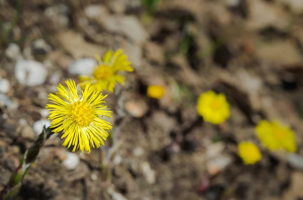 Palencia dağlarında yetişen antik bir bitkisel ilaç olan Inula helenium, İspanya