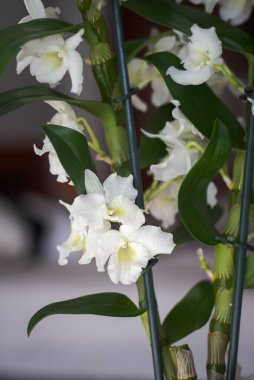 Küçük beyaz orkide, orkide dendrobium nobile, gri arkaplanda izole edilmiş çiçek.