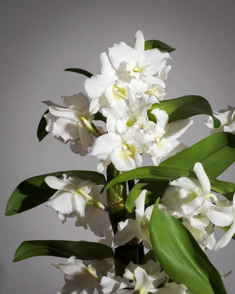 Küçük beyaz orkide, orkide dendrobium nobile, gri arkaplanda izole edilmiş çiçek.