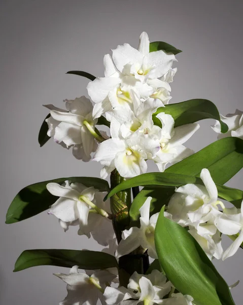 Küçük Beyaz Orkide Orkide Dendrobium Nobile Gri Arkaplanda Izole Edilmiş Telifsiz Stok Fotoğraflar
